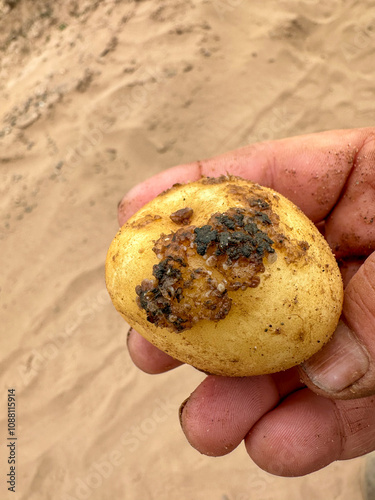 Spongospora Galls On An Atlantic Potato