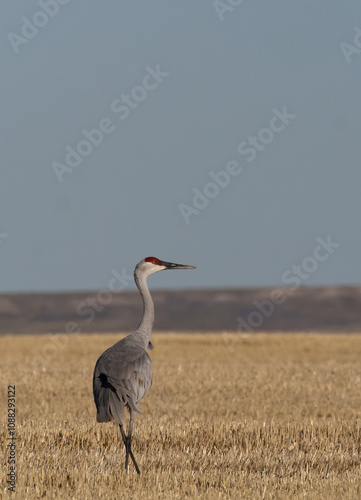 Single Sandhill Crane Standing in a Agricultural Field in Montana