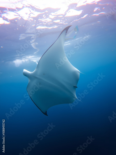 Underwater view of hovering Giant oceanic manta ray