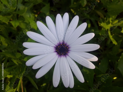 Margarita blanca con fonde verde