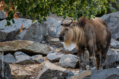 Golden Takin - Budorcas tibetanus bedfordi, beautiful iconic large mammal from the Qin Mountains in the south of China's Shaanxi province.