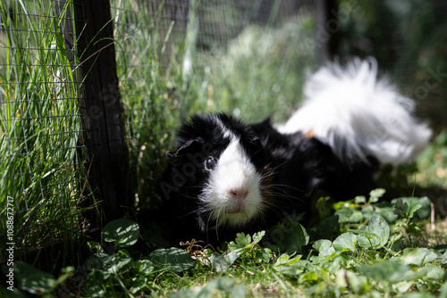 Meerschweinchen rosette tier Nager