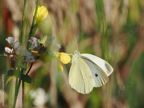 Motyl bielinek rzepnik wśród kwiatów i traw