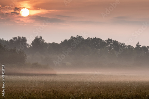 mgły nad polami i łąkami pod lasem wcześnie rano