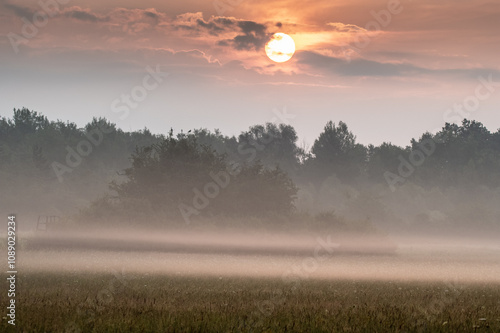 mgły nad polami i łąkami pod lasem wcześnie rano