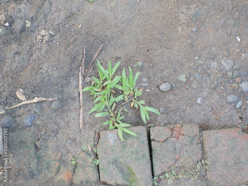 Digitaria sanguinalis grass grows abundantly on the ground and besides that there are old bricks laid out on the ground