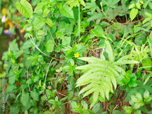 ferns and several other grasses that grow abundantly