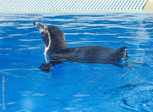 Humboldt penguin in the water in summer