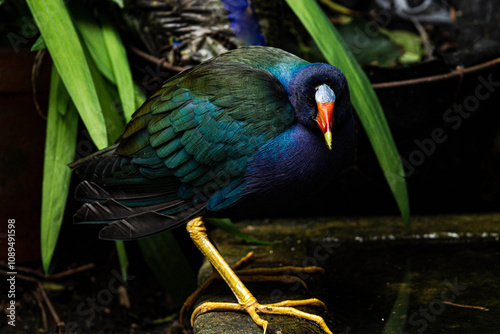 Tingua azul posando a orillas de un pozo en medio de la naturaleza.