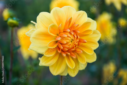 Yellow Orange Dahlia in Morning Light