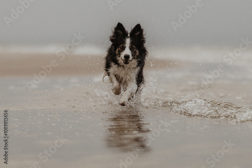 Pies border collie biegnie przez wodę nad morzem w otoczeniu kropli wody