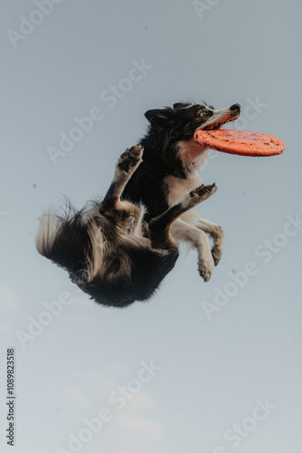 Wysportowany pies border collie łapie frisbee w powietrzu na niebie