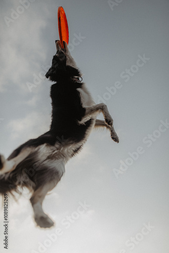 Wysportowany pies border collie łapie frisbee w powietrzu na niebie