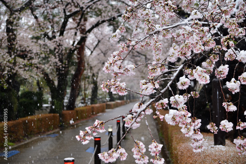 Snow falls on spring cherry blossoms, abnormal weather, Tokyo, Japan / 春の桜に雪が降る 異常気象 東京 日本