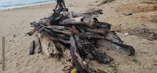 Rotten trees washed ashore by the waves. Villagers collect pieces of wood that float along the water and are washed ashore by the waves and pile them up at the beach. Materials may be used for other 