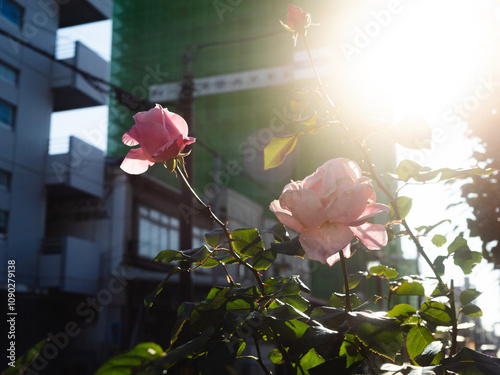 太陽の光と花