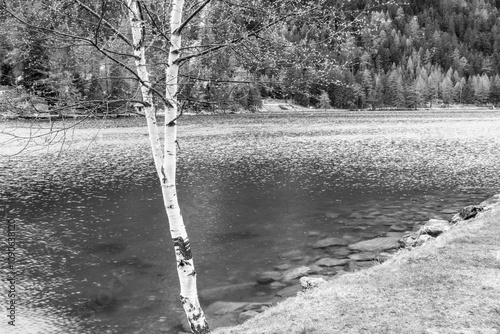 Serene lake with birch tree in black and white.