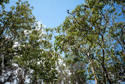 Candlenut fruits (Aleurites moluccana) and green leaves, in Gunung Kidul, Yogyakarta, Indonesia