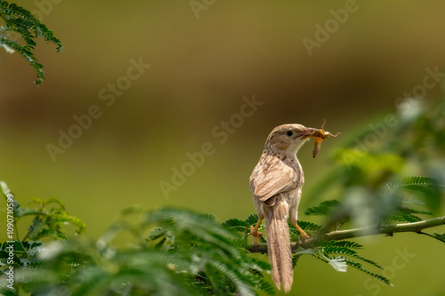 common babbler or Turdoides caudata closeup or portrait with insect in mouth killing or feeding in daylight natural green background at keoladeo national park bharatpur bird sanctuary rajasthan india