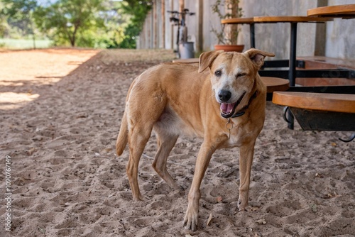 Friendly Africanis dog winking while standing on sandy ground near outdoor tables