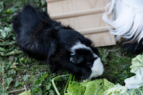 Meerschweinchen rosette tier Nager