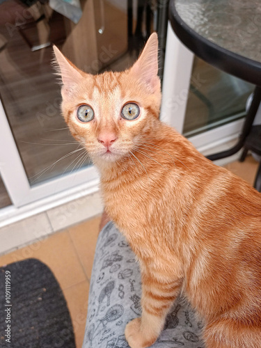 Gato naranja de ojos grandes y mirada curiosa, sentado sobre unas piernas con ropa estampada, en un patio con puerta de vidrio al fondo. Escena expresiva y tierna en interiores