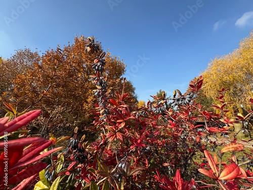 Berberis julianae branch colorful leaves and fruit. Berberis julianae wintergreen barberry or chinesse barberry during autumn with red, green and yellow leaves and blueberry fruits on branches. 