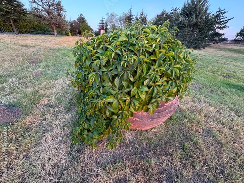 American ivy, Parthenocissus quinquefolia green leaves. Parthenocissus quinquefolia, Virginia creeper, Victoria creeper, five-leaf ivy or five fingers, is a flowering vine in the grape in spring. 