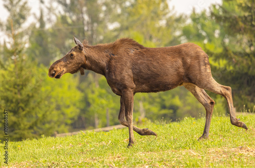 A Galloping Moose