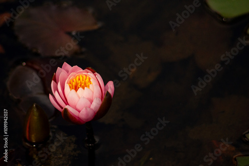 Flor vitória régia cor de rosa dentro de uma lago de água escura. 