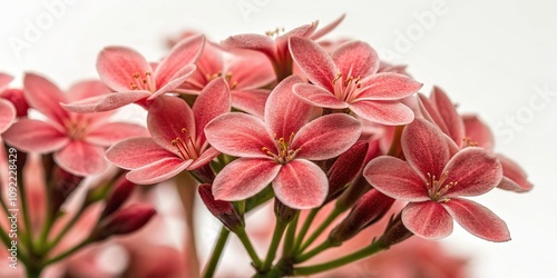 Cluster of small pinkish-red flowers with soft velvety texture and a subtle sheen, velvety, cluster, pinkish-red