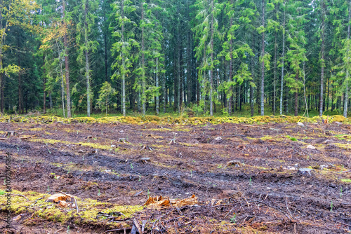 Clearcut by a spruce forest with planted spruce trees