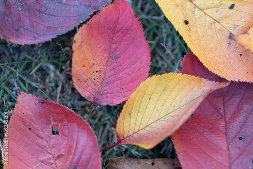 紅葉した桜の落ち葉