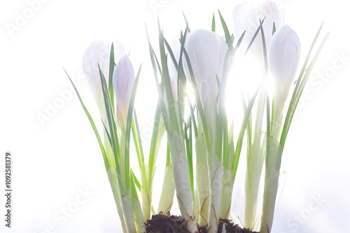 Crocus, plural crocuses or croci is a genus of flowering plants in the iris family. A single crocus, a bunch of crocuses, a meadow full of crocuses, close-up crocus. Crocus on a white background.