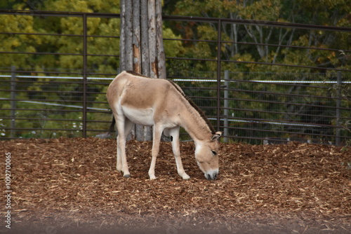 This onager is outdoors in early autumn day.