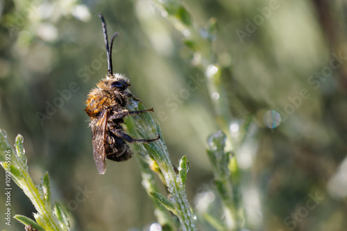 Eucera. Species of bee or bumblebee in its natural environment.