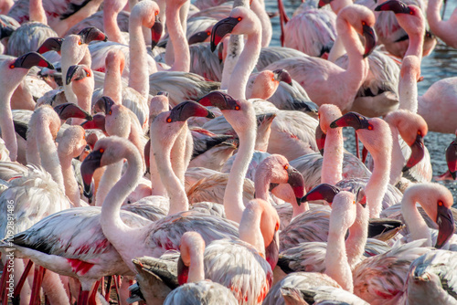 Close up of a colony of flamingos in Walvis Bay, Namibia, Africa