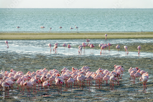 Colony of flamingos in Walvis Bay, Namibia landscape, Africa