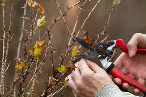 hands with a pruner prune a gooseberry shoots