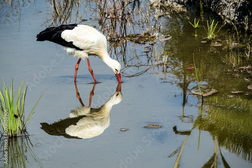 La cicogna bianca (Ciconia ciconia) esplora il fondo dello stagno con il becco alla ricerca di cibo.