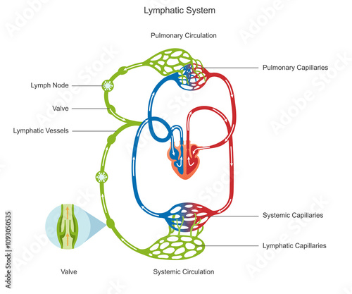 Lymphatic circulation moves lymph through vessels and nodes, aiding immunity and fluid balance