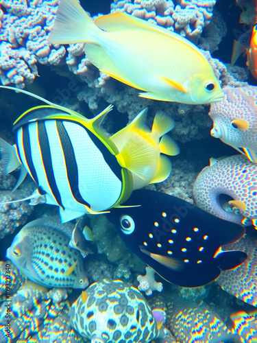 Mix of angelfishes, triggerfishes, moorish idol and pufferfish together