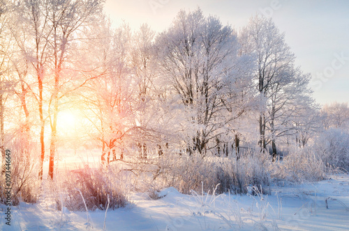 Winter landscape - frosty trees in winter forest in the sunny morning. Winter landscape with winter trees. Tranquil winter nature in sunlight