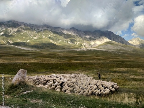 sheep in the mountains Pecore sul Gran Sasso