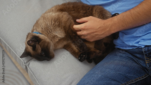 A man in a blue shirt caresses a sleeping siamese cat on a gray sofa indoors, conveying a sense of comfort and companionship.