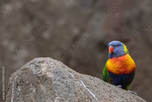 Lori mountain parrot on a rock. 