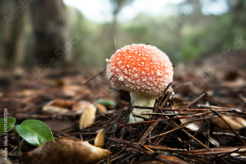 Amanita muscaria pequeña