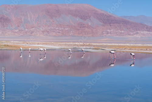 Flamencos en la laguna Carachi Pampa, Catamarca, Argentina.