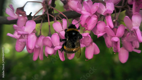 bumblebee collecting pollen from the blooming judas tree close up