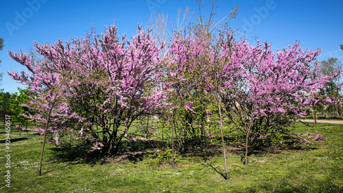 blooming pink judas tree in spring